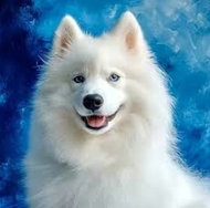 Norimpex Samojed 30 × 40 cm - Diamond Painting