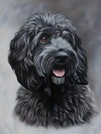 Norimpex Černý Cockapoo 30 × 40 cm - Diamond Painting
