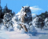 Norimpex Smečka vlků ve sněhu 30 × 40 cm - Diamond Painting