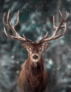 Norimpex Portrait of a deer 30 × 40 cm - Diamond Painting