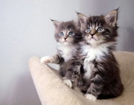 Norimpex Kittens 30 × 40 cm - Diamond Painting