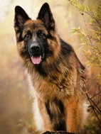 Norimpex German Shepherd 30 × 40 cm - Diamond Painting