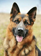 Norimpex German Shepherd 30 × 40 cm - Diamond Painting