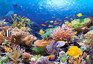 CASTORLAND Coral Reef Puzzle 1000 pieces - Jigsaw Puzzle