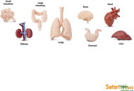 Safari Ltd. Tuba - Human Organs - Figure and Accessory Set
