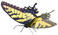 Metal Earth 3D Puzzle Fennel Swallowtail Butterfly - 3D Puzzle