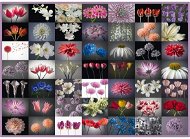 Jigsaw Schmidt Puzzle Floral greeting 2000 pieces - Puzzle