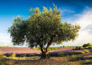 Schmidt Puzzle Olive Tree, Provence 1000 pieces - Jigsaw Puzzle