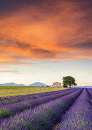 Schmidt Puzzle Lavender Fields, Provence 500 pieces - Jigsaw Puzzle