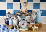 Schmidt Puzzle Cats in the Kitchen 500 pieces - Jigsaw Puzzle