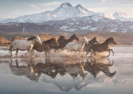 Schmidt Puzzle Wild Horses in Cappadocia 1000 pieces - Jigsaw Puzzle
