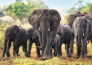 Trefl Puzzle African Elephants 1000 pieces - Jigsaw Puzzle