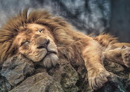 Trefl Puzzle Sleeping Lion 1000 pieces - Jigsaw Puzzle