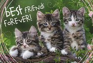 Trefl Puzzle Cat Friends 260 pieces - Jigsaw Puzzle