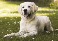 Trefl Puzzle Dog in a Meadow of 500 pieces - Jigsaw Puzzle
