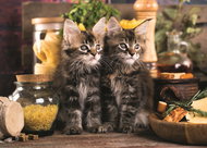 Trefl Puzzle Cats 500 pieces - Jigsaw Puzzle