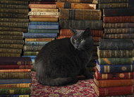 Cobble Hill Puzzle Cat in a Library  1000 pieces - Jigsaw Puzzle