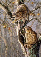 Cobble Hill Puzzle Raccoon on a Tree 1000 pieces - Jigsaw Puzzle