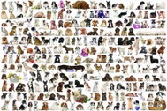 Eurographics Puzzle World of Dogs 2000 pieces - Jigsaw Puzzle