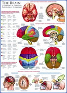 Eurographics Puzzle Brain 1000 pieces - Jigsaw Puzzle