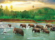 Eurographics Puzzle Save Our Planet: Deštný prales 1000 dílků - Puzzle