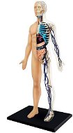 Anatómia človeka – telo - Anatomický model
