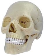 Emberi anatómia - koponya - Anatómiai modell