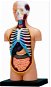 Menschliche Anatomie - Torso - Anatomisches Modell
