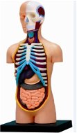 Emberi anatómia - törzs - Anatómiai modell