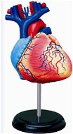 Anatómia človeka – srdce - Anatomický model