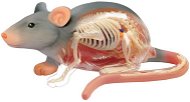 4D Rat - Anatomy Model