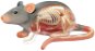 4D patkány - Anatómiai modell