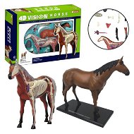 4D Kôň - Anatomický model
