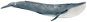 Figúrka Schleich 14806 - Modrá veľryba - Figurka