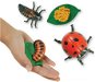 Insect Lore Životní cyklus - Beruška - Educational Set