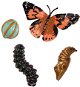 Insect Lore Životní cyklus - Motýl - Educational Set