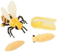 Insect Lore Životní cyklus - Včela - Vzdelávacia súprava