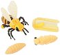Insect Lore Životní cyklus - Včela - Educational Set