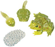 Insect Lore Životní cyklus - Žába - Educational Set