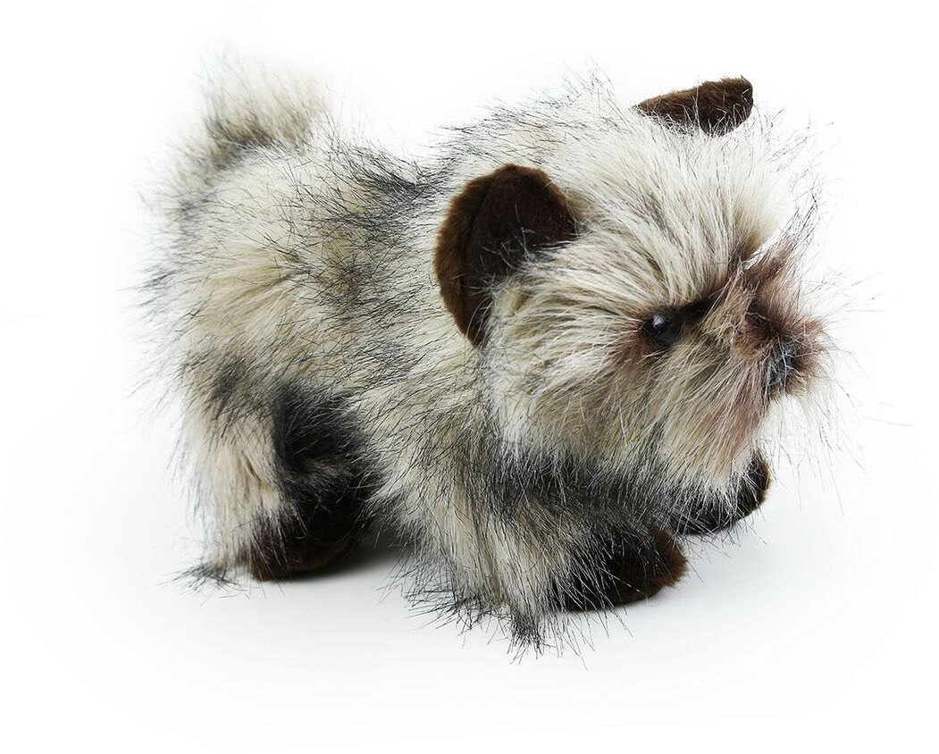 Toy store cairn terrier