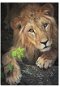 Dino King of Animals 500 puzzles - Jigsaw
