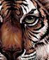 Painting by Numbers - Tiger View - Painting by Numbers