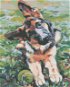 Painting by Numbers - Shepherd Puppy - Painting by Numbers