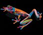 Painting by Numbers - Colourful Frog - Painting by Numbers