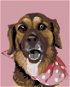 Painting by Numbers - Dog with a Polka Dot Scarf - Painting by Numbers
