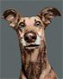 Malen nach Zahlen - Hund mit angelegten Ohren - Malen nach Zahlen