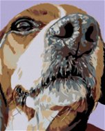 Malen nach Zahlen - Schnauze eines Beagle - Malen nach Zahlen