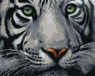 Malen nach Zahlen - Kopf eines weißen Tigers - Malen nach Zahlen