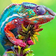 Gaira Chameleon D2327 - Diamond Painting