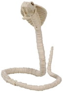 Guirca Snake skeleton cobra 100 cm - Decoration